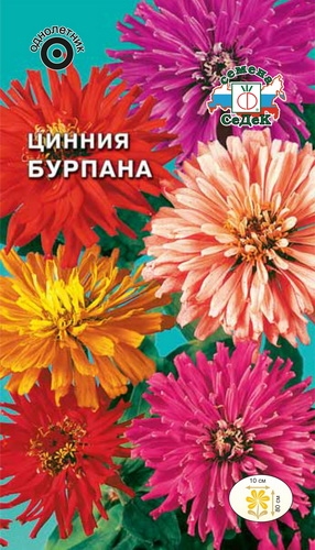 картинка Цинния хризантемовидная Бурпана, Смесь, 0,5г от магазина ОПТ6