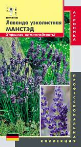 Лаванда узколистная Манстэд, 20 шт. Профессиональная серия