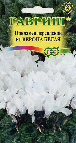 картинка Цикламен персидский Верона Белая, 3 шт. от магазина ОПТ6
