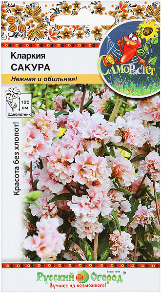 картинка Кларкия Сакура, 50 шт. Само растет от магазина ОПТ6