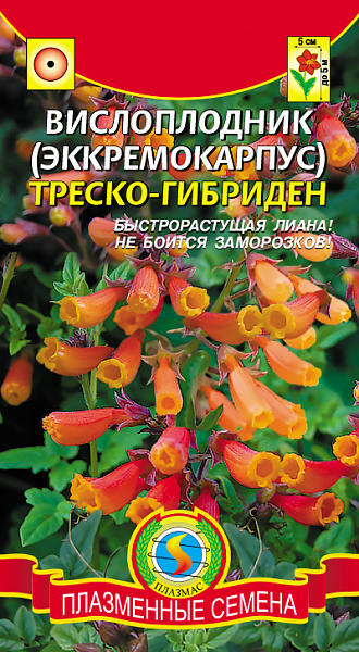 картинка Вислоплодник (эккремокарпус) Треско-Гибриден, 0,02г от магазина ОПТ6