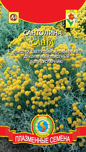 картинка Сантолина Санта, 10 шт. от магазина ОПТ6