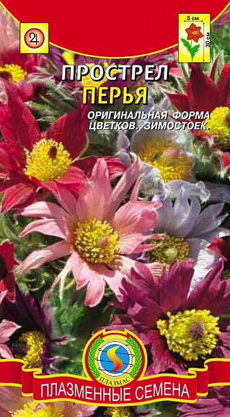 картинка Прострел Перья, Смесь, 10 шт. от магазина ОПТ6