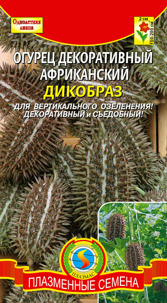 картинка Огурец декоративный африканский Дикобраз, 8 шт. от магазина ОПТ6