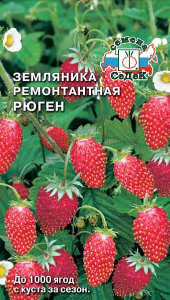 картинка Земляника ремонтантная Рюген, 0,04г от магазина ОПТ6