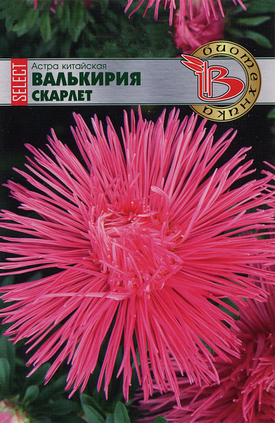 картинка Астра китайская Валькирия SELECT Скарлет, 30 шт. от магазина ОПТ6